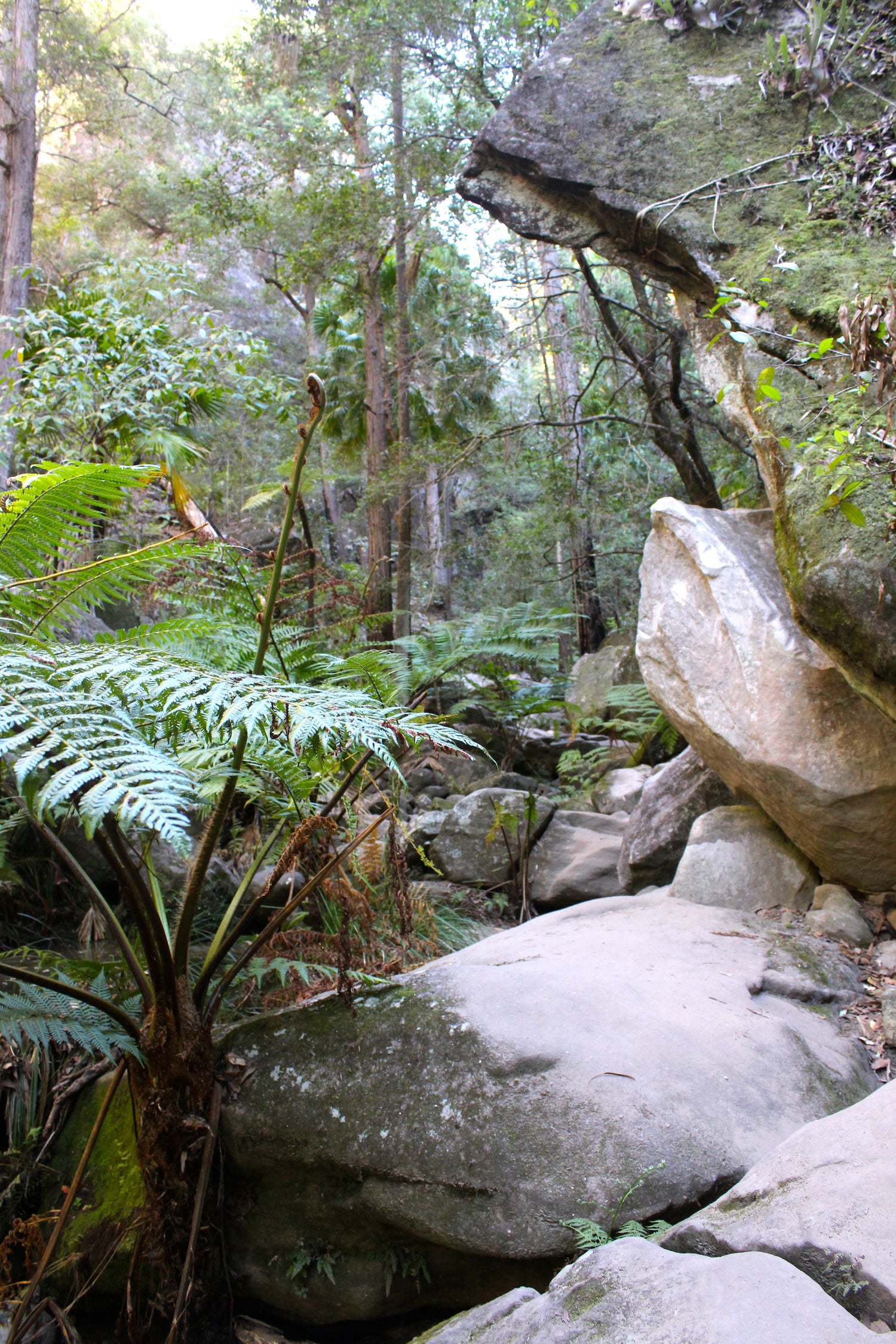 Header page using a bush image, reflective of Yimba Yumba and the products and services we offer. Earth connection as the starting point followed by tranquillity of mind  body and spirit - welcome to our website @ Yimba Yumba