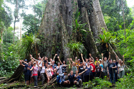 A large group of 40+ people practicing Wayapa in front of a very old large tree reflecting the joy and beauty of been in sync with nature  - picture taken in Amazon Rainforest Peru  (2018)